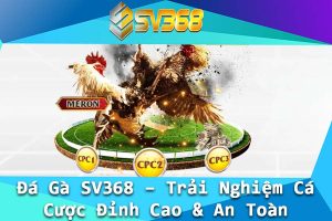Da Ga SV368 – Trai Nghiem Ca Cuoc Dinh Cao An Toan